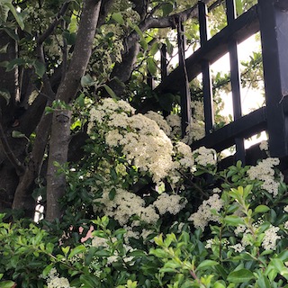 The good days of Henry The&nbsp;First